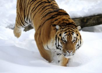 El tigre del Himalaya se aventura a vivir cada vez más alto