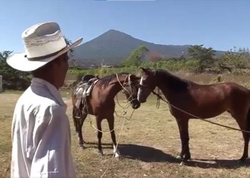 Viruta, la yegua extraviada en San Salvador, regresa con su dueño tras finalizar recuperación