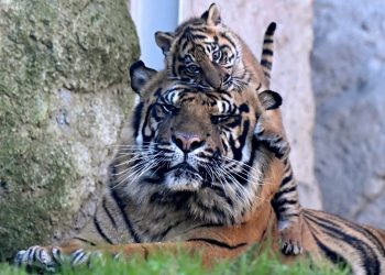 Kala, tigresa de Sumatra nacida en cautiverio, presentada al público en Roma
