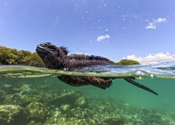 Galápagos, paraíso en riesgo y modelo de conservación de los océanos