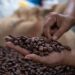 El precio del cacao supera los 10,000 dólares por tonelada en Nueva York