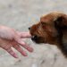 Los perros sí entienden a los humanos, afirma nuevo estudio