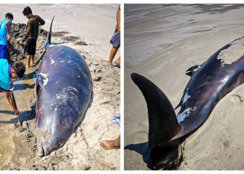 Medio Ambiente atendió varamiento de cetáceo en Isla Tasajera
