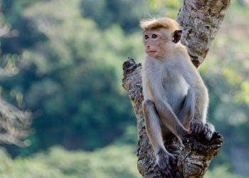 Con la edad los macacos se aíslan socialmente, como los humanos