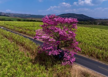 Datos curiosos sobre el «Maquilishuat», árbol nacional de El Salvador