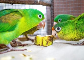 Autoridades rescatan a grupo de pericos y catalnicas en cautiverio