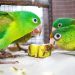 Autoridades rescatan a grupo de pericos y catalnicas en cautiverio