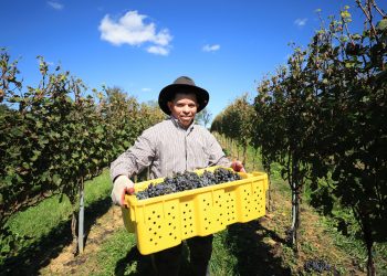 Más de 25,000 candidatos listos para laborar en el sector agrícola de Estados Unidos