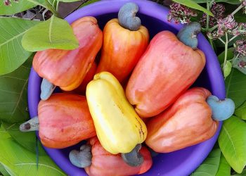 Llevarán a cabo el segundo festival del marañón en Tecoluca, San Vicente