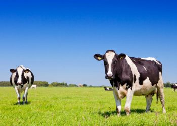 Detectan gripe aviar «altamente patógena» en vacas lecheras de EE. UU.