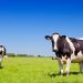 Detectan gripe aviar «altamente patógena» en vacas lecheras de EE. UU.