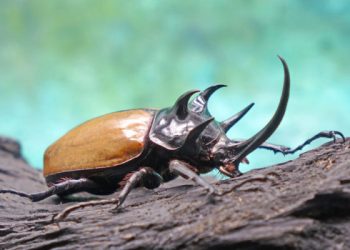 Pájaros, escarabajos e insectos podrían ayudar a reemplazar los pesticidas, según un estudio