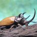 Pájaros, escarabajos e insectos podrían ayudar a reemplazar los pesticidas, según un estudio