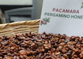Este 23 de marzo se celebra el Día Nacional del Café Pacamara