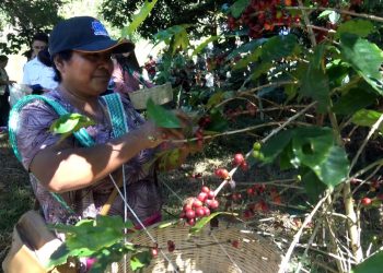 Cafetaleros en Morazán esperan exportar 5,000 quintales este año