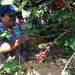 Cafetaleros en Morazán esperan exportar 5,000 quintales este año