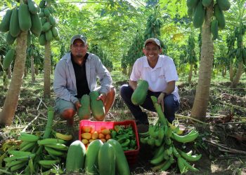 Productor de Jiquilisco diversificó su producción de frutas y hortalizas