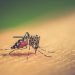Argentina notifica más de 163.000 casos de dengue en lo que va de 2024