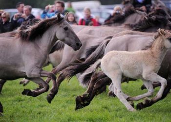 Zoológicos de Praga y Berlín vuelven a introducir caballos salvajes 