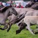 Zoológicos de Praga y Berlín vuelven a introducir caballos salvajes 