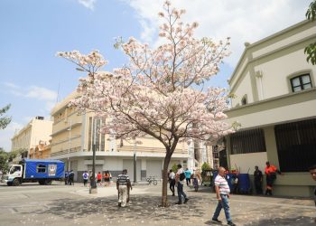 Comienza la siembra de maquilishuat en el centro histórico