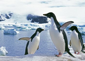 Detectan por primera vez virus de la gripe aviar en pingüinos de la Antártida