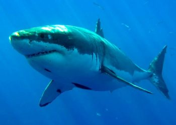 Florida es el lugar con más mordeduras de tiburones, pero aún no anule sus vacaciones