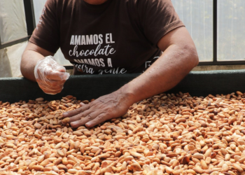 Más empresas japonesas están interesadas en comprar cacao salvadoreño