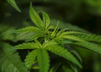 Alemania legaliza el consumo recreativo de cannabis, en medio de polémicas