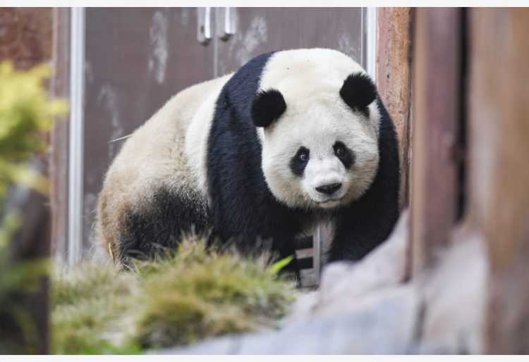 La causa de la muerte del panda gigante será determinada por expertos.