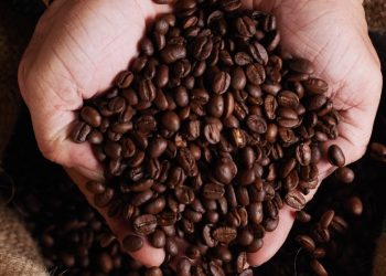 Cafetaleros preparan segundo contenedor para exportar a Estados Unidos