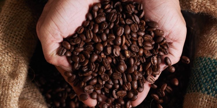 El café exportado será procesado por la Cooperativa Los Ausoles, con la que se ha hecho un convenio y quienes han estado preparando los cafés de la Taza de la Excelencia. Foto / Diario El Salvador.