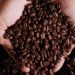 Cafetaleros preparan segundo contenedor para exportar a Estados Unidos