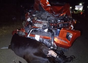 Vehículo impacta con cuatro vacas en La Unión