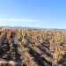Dura sequía en Bolivia causa pérdidas de 800.000 toneladas de soya
