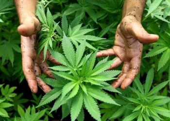 Florida votará en noviembre sobre legalización del uso recreativo de la marihuana