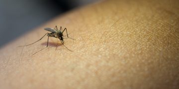 Argentina notifica más de 215,000 casos de dengue en lo que va de 2024