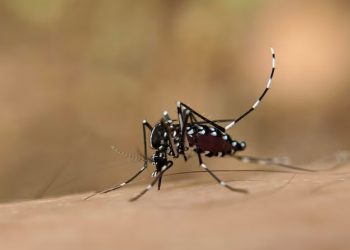 Brasil supera los 1,600 muertos confirmados por dengue durante 2024