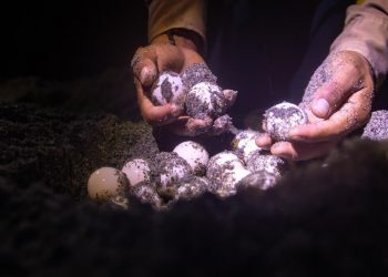 Medio Ambiente reitera que el consumo y comercio de los huevos de tortuga es ilegal en El Salvador