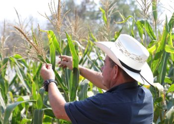Gobierno lanza el Bono Agrícola para productores nacionales