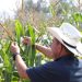 Gobierno lanza el Bono Agrícola para productores nacionales