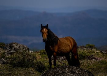 Dos de los caballos que se escaparon en centro de Londres están graves