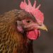Sacrificio de una gallina en el Senado causa escándalo en México