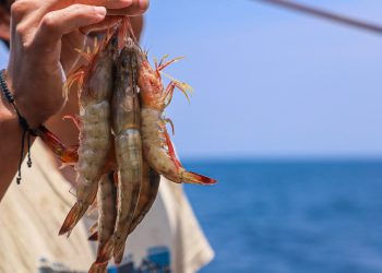 El 2 de mayo iniciará una nueva veda de camarón en El Salvador