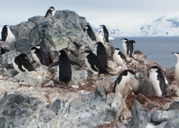 Científicos investigan fallecimiento de miles de pingüinos antárticos, sospechan de gripe aviar