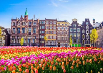 Los tulipanes de Países Bajos, amenazados por el cambio climático y el Brexit