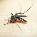Argentina notifica más de 252 mil casos de dengue en lo que va de 2024