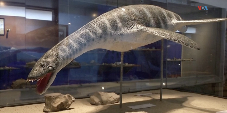 Reptil marino que vivió hace 70 millones de años.