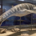 Elasmosaurio: un gigante del pasado intriga a paleontólogos en las costas de Chile