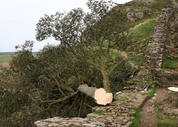 Acusado de tumbar un árbol famoso en Reino Unido se declara no culpable